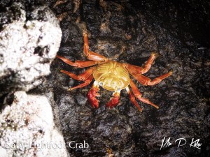Sally-Lightfoot-Crab-Galapagos-Islands