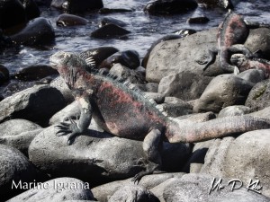 Marine-Iguana-(Amblyrhynchus-cristatus)