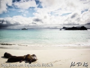 Galapagos-sea-lions-on-espanola-island-beach