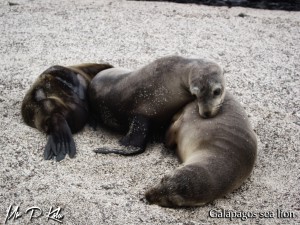 three-galapagos-sea-lions-on-Espanola-Island