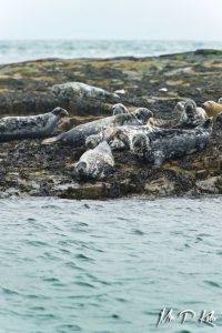 Grey seals of the Farne Islands