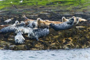 Grey seals of Outer Farne Islands