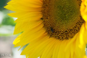 Sunflowers-Head-and-Bee-in-Provence