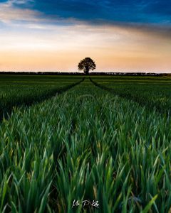 Image of a tree in a Cotswolds Farm at sunset