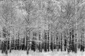 Black and White photograph of trees in Torridon Scotland by Mr P Kalu