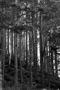 Black and white image of trees in the forest in the Wester Ross of Scotland