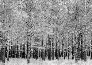Black and white image of the Torridon Forest by MrPKalu