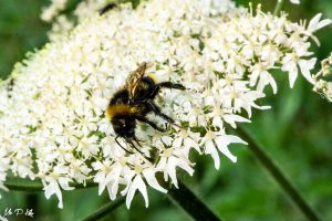 Bee on Anthriscus sylvestris