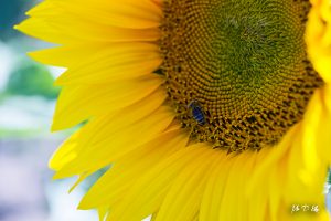 Bee on a helianthus or common sunflower