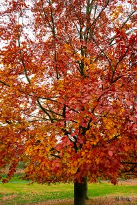 Autumnal colour leaves by Mr P Kalu