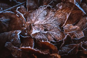 Image of a frozen leaves midrib and veins in Blenheim Palace Grounds January 2019