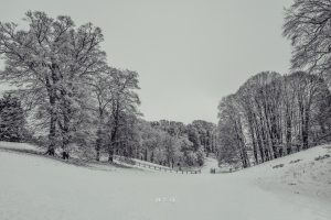 Rolling snow covered hills in the grounds of Blenheim Palace
