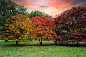Autumnal colours in Westonbirt Arboretum