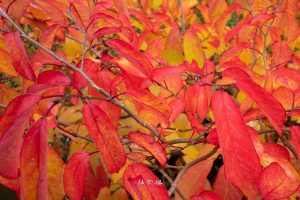 Neoshirakia Japonica tree leaves in autumnal colour