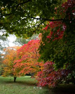 Autumnal colours in the trees of Westonbirt Arboretum