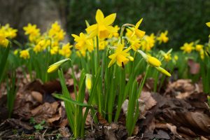 Daffodils in MrPKalu Garden