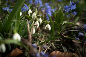Snowdrops in Woodstock woodlands
